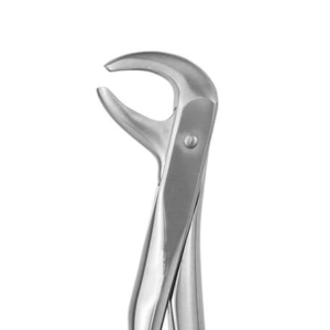 LOWER PREMOLAR No 75.png