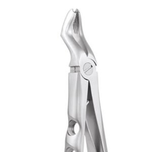 UPPER MOLAR